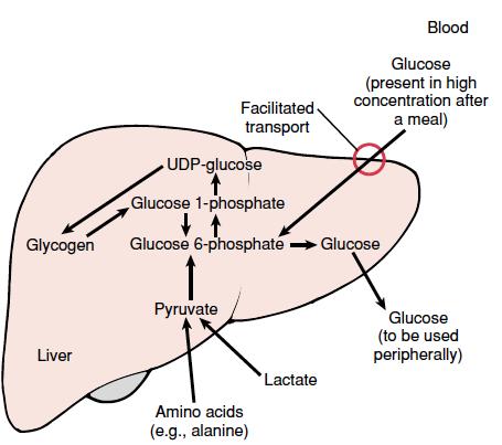 el hígado almacena carbohidratos en forma de glucógeno (-) (+) Metabolismo de la glucosa glucógeno