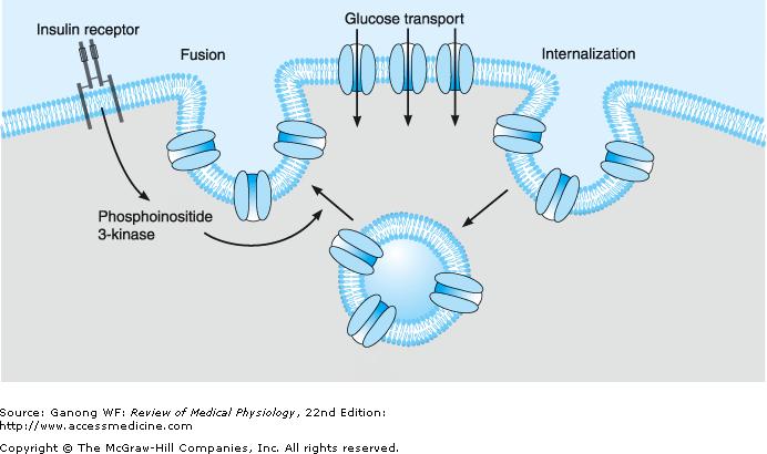 Efectos de la Insulina ESTIMULA Transporte de glucosa hacia el interior de las células Transporte de amino ácidos hacia el interior de las células Síntesis de proteinas Síntesis de glucógeno en