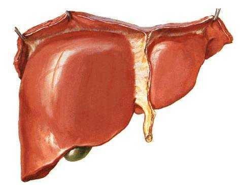 Absorción Intestinal Tubo digestivo Hígado Resto del cuerpo Agua y nutrientes