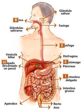 Sistema Digestivo - Anatomía Está formado por el tubo digestivo (cavidad