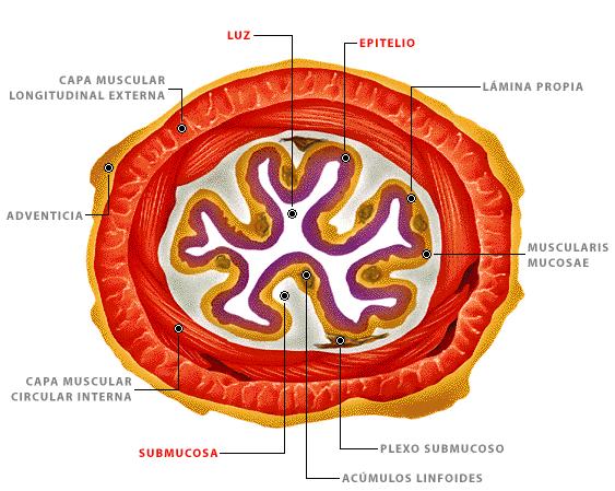 glándulas anexas (glándulas salivales, hígado y páncreas), que aportan