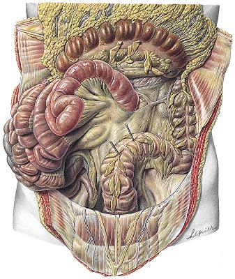 En el intestino Básicamente la absorción se produce en el duodeno. En el yeyuno e ileón se absorbe sobre todo agua.