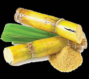 Caña de azúcar para azúcar En la provincia del Guayas se concentra la mayor producción de caña de azúcar para azúcar con