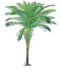 Palma Africana En Esmeraldas se concentra la mayor producción de palma africana