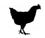 Existencias de pollos y gallinas criadas en campo y planteles avícolas Se registraron 10,49 millones de