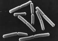TRANSFORMACIÓN NATURAL, las bacterias más estudiadas son GRAM + Streptococcus