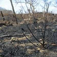 500 hectáreas este 2013 En total, este año se han atendido 162 incendios; 91 de ellos en áreas
