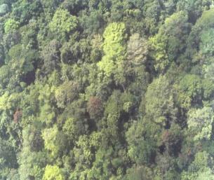 Una propuesta de acción para la FC en bosque latifoliado y aplicable también al bosque de pino Para revertir esta realidad, una acción prioritaria es la del manejo forestal sostenible de la caoba y