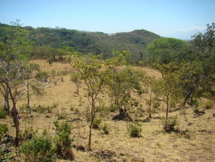 Metodología Inventario de forestal y de regeneración natural para los árboles dispersos en