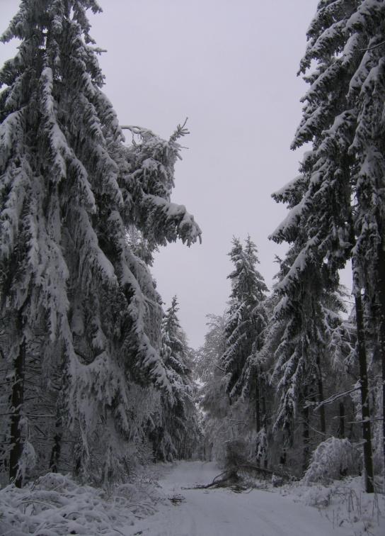 Zonas frías: El impacto de la deforestación es enfríador - Aumento de albedo, menos adsorción de