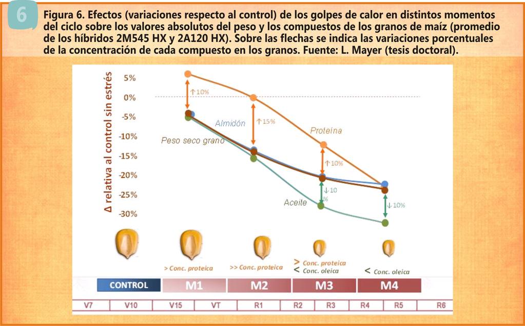 en el contenido absoluto de proteína fue menor que aquella en el contenido absoluto de aceite y almidón, determinando granos con incrementos de hasta un 10% en la concentración proteica (Figura 6).
