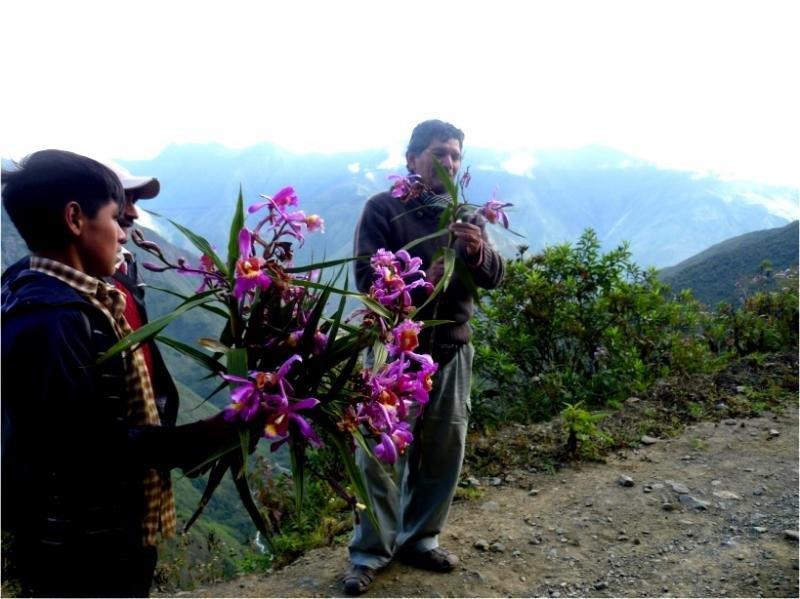 Figura 3. Pobladores del distrito mostrando las orquídeas en el bosque Nublado Amaru. Fuente: http://diariocorreo.pe/ciudad/bosque-amaru-el-paraiso-de-las-orquideas-73034/5.