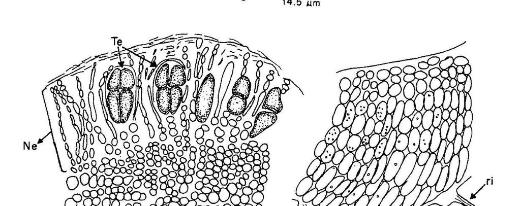 filamentos auxiliares (fa), hospedero (Ho). Fig. 7. Peyssonnelia orientalis.