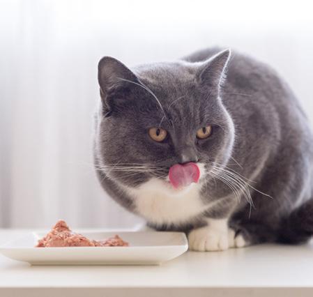 Pastel de carne para gatos Ingredientes: 1.