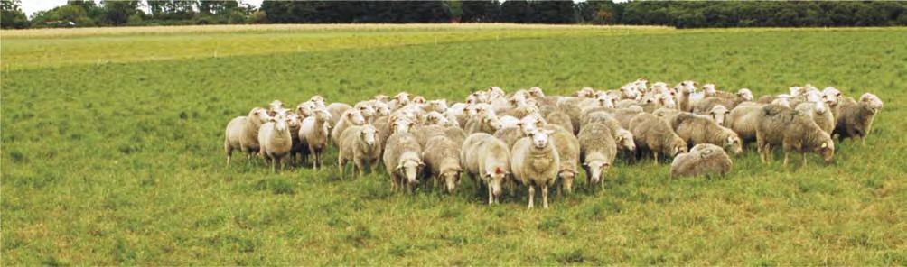 Flushing corto una herramienta para aumentar el porcentaje de mellizos en ovejas de baja a moderada prolificidad. Introducción Programa Nacional Producción de Carne y Lana Med. Vet.