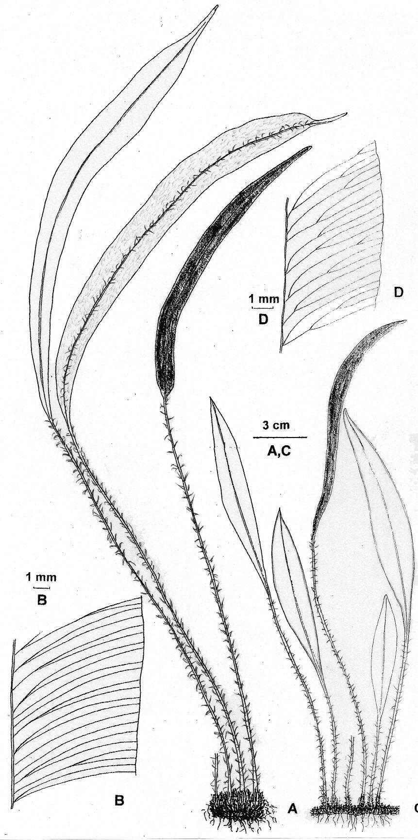 DARWINIANA 47(1) 125-139. 2009 Plantas epifíticas y litofíticas, de 10 a 35 cm de altura.