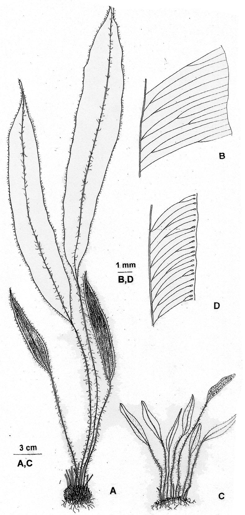 M. DEL C. LAVALLE & M. RODRÍGUEZ. Elaphoglossum en Argentina Laguna La Brava, Est. Don Agustín, 30-VII-1960, C. de la Serna 57981 (BA); Sierras de Balcarce, IX-1942, Yacubson 48854 (BA). Ptdo.