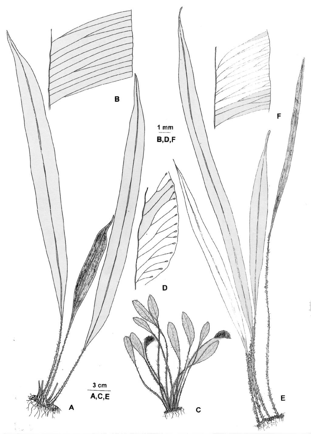 M. DEL C. LAVALLE & M. RODRÍGUEZ. Elaphoglossum en Argentina chum lorentzii Hieron., Engl. Bot. Jahrb. Syst. 22: 408. 1896.