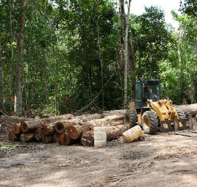 Componentes para Evitar las Emisiones de GEI A: Cese de explotación n forestal Evitar la extracción de madera y los daños colaterales a la vegetación
