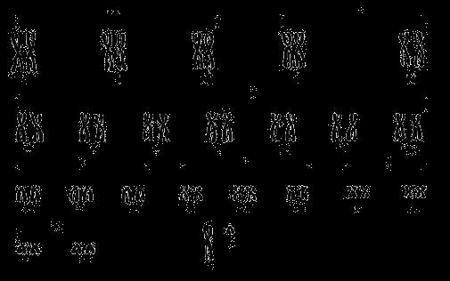 Cariotipo: Técnica que permite ordenar los cromosomas, según morfología y tamaño, de una