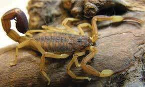 La duración de la gestación es muy variable. Todas las especies son vivíparas, es decir, no ponen huevos sino que ya nacen como pequeños escorpioncitos.