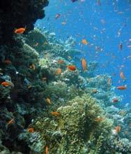 Día libre dedicado a conocer los corales del Mar Rojo, realizando snorkel o submarinismo desde el Royal Diving Centre (opcional no incluido) o simplemente relajarnos en la playa. Regreso a Amman.