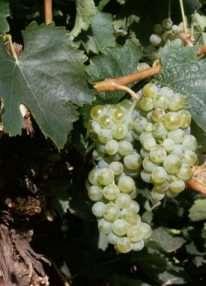 2) Variedades aromáticas (continuación): Es una uva con un