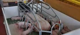 exportar, seguir aumentando el porcentaje de la carne sacrificada en
