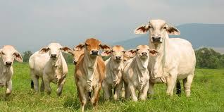 El recurso genético. En las últimas décadas los bovinos para engorda han provenido mayoritariamente del tronco índico, es la principal fuente del recurso genético en trópicos y subtrópicos.