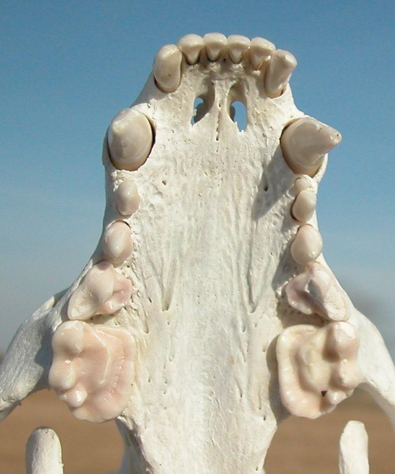 Detalle de los molares 