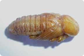 El adulto es un insecto de tamaño muy grande (2-5 cm), de coloración marrón