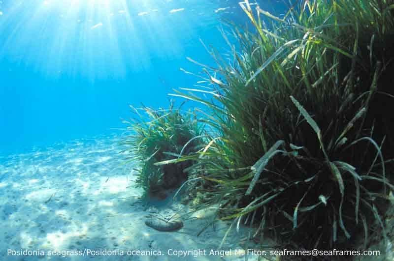 La Posidonia oceanica es una planta marina de gran importancia ecológica en el Mediterraneo. Además, es muy susceptible a la mala calidad del agua.
