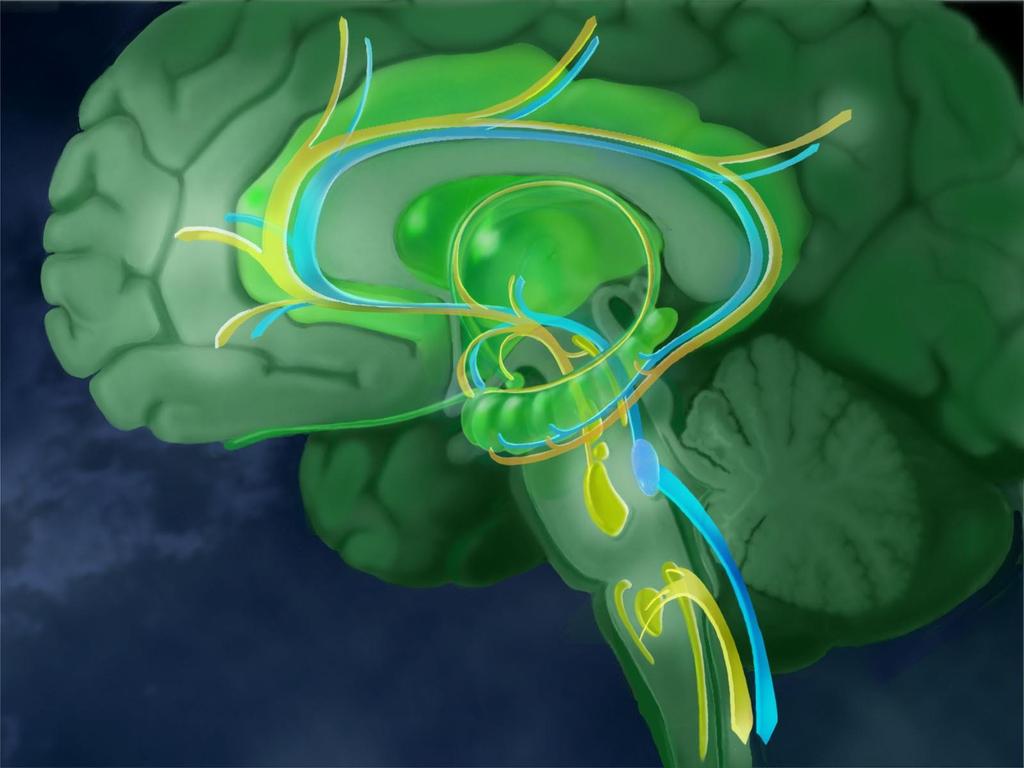 Corteza Prefrontal Amigdala Núcleos del Rafe (Fuente 5-HT ) Sístema