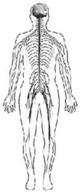 Dolor Neuropático: Aparece en las personas cuyos nervios están dañados o disfuncionantes. Estructura fisiológicas: Fibras nerviosas, cordón espinal y sistema nervioso central (CNS).