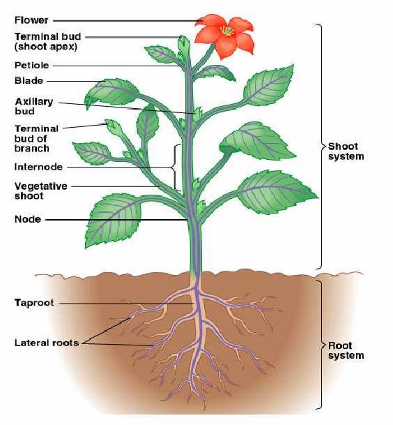 Los cormófitos están estructurados en un plan común del cuerpo, que se presenta dividido en tres órganos fundamentales, denominados, en conjunto, cormo: raíz, tallo y hojas.