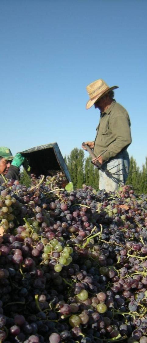 Vitivinicultura Argentina 1.000 millones de litros de vino comercializados en el mercado interno 8º a nivel mundial*. USD 1.700 millones de valor agregado*.