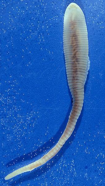 Linguatula serrata: Familia Linguatulidae Hembra adulta de 12 cm de largo por 1cm de ancho. El macho mide 2 cm de largo.