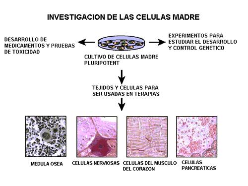 Células madre en la EH Ha habido una gran revolución con las células madre e incluso hubo un pequeño ensayo clínico con 5 pacientes con EH.