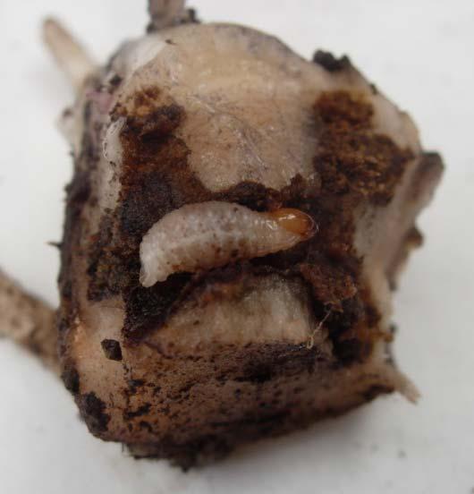 Las larvas neonatas migran hasta la base del rizoma, donde tenían lugar