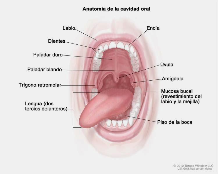 Paladar blando De borde posterior paladar óseo hasta úvula y pilares anteriores (ISTMO DE LAS FAUCES) Palatogloso + Palatofaringeo FOSA