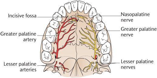 Irrigación paladar Arteria facial: Arteria palatina ascendente Arteria amigdalina (polo inferior amígdala) Arteria dorsal de la lengua Pilar anterior Arteria maxilar