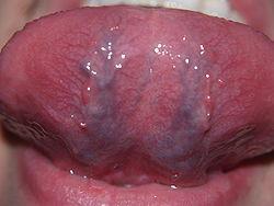 salivares linguales Venas