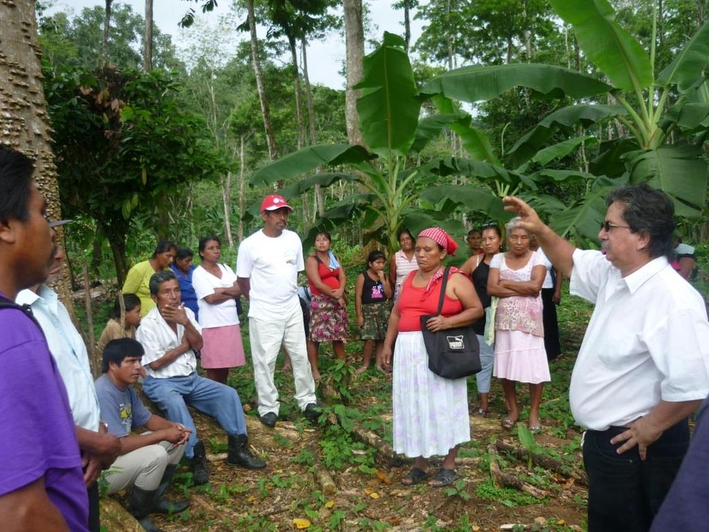 Trabajan en la producción y comercialización de cacao ecológico certificado, plátanos y otras frutas.