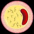 Arteria carótida humana H 3 C N H N H