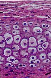 - Dentro de los tejidos conectivos tenemos: a) TEJIDO ÓSEO (HUESOS) Tiene cuatro tipos de células: - Osteocitos: