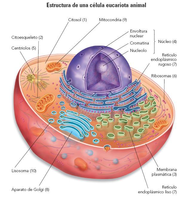 1.3.- Organización celular: La célula eucariota Mayor tamaño y complejidad que procariota