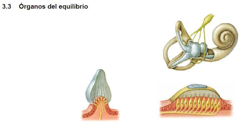 Se encuentra en el oído interno. En mamíferos está formado por los canales semicirculares y los órganos otolíticos: sáculo y utrículo.