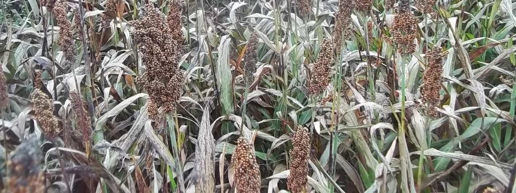 - Maíz (de segunda) Se detuvo el proceso de cosecha condicionado por los porcentajes de humedad de grano presente, los cuales no bajan de 21/22 % de humedad.