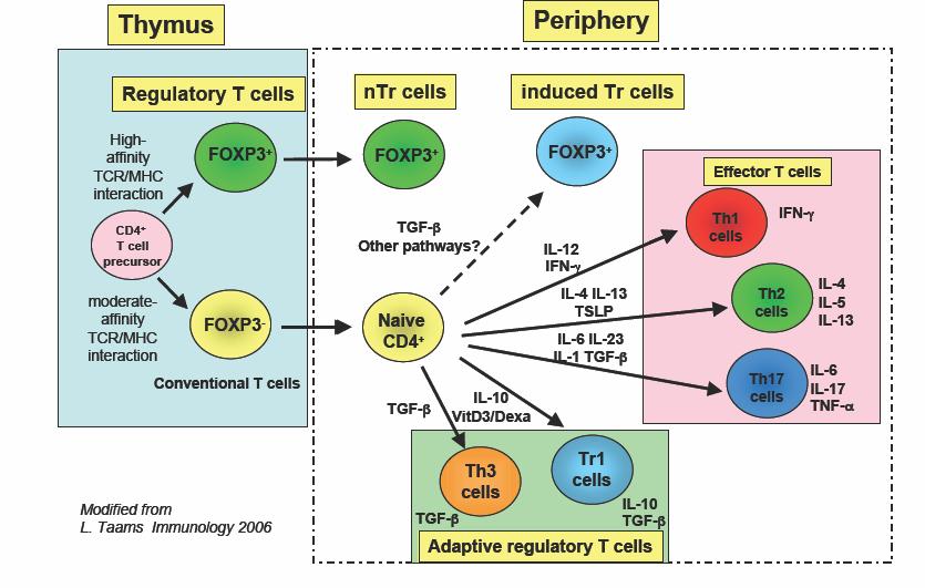 Células T reguladoras APC - - - T reg Effector T