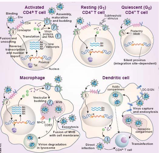 Células blanco del VIH-1 Linfocitos T CD4+ Macrófagos Células